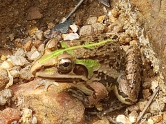 Hoplobatrachus tigerinus