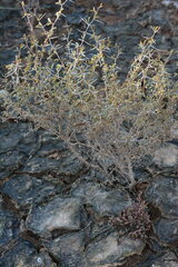 Prosopis reptans