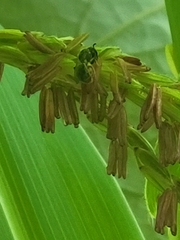 Anthophila