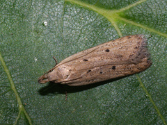 Nothris verbascella