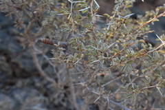 Prosopis reptans