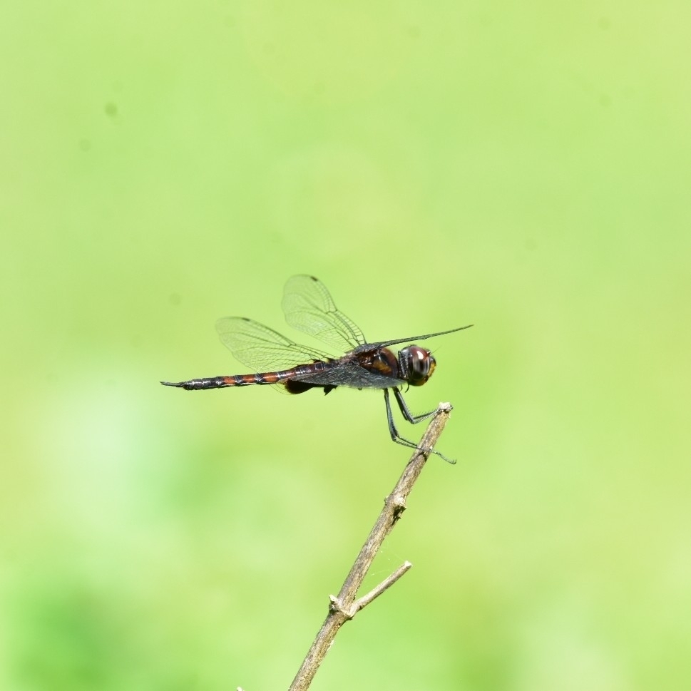 Ferruginous Glider