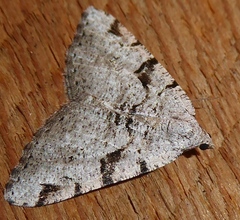 Macaria bitactata
