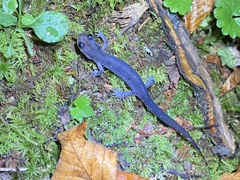 Plethodon montanus