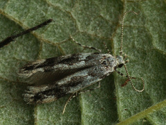 Parachronistis albiceps