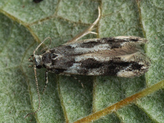 Parachronistis albiceps