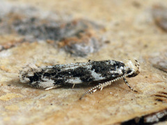 Parachronistis albiceps