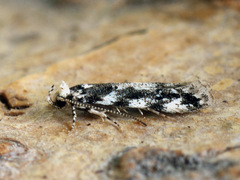 Parachronistis albiceps