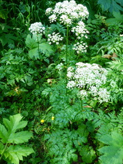 Ligusticum canbyi