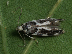 Parachronistis albiceps