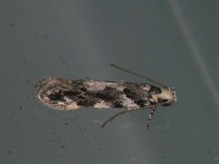 Parachronistis albiceps
