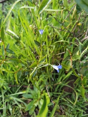Tecophilaea violiflora