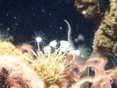 Ectopleura marina