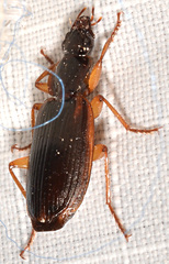 Cymindis limbata
