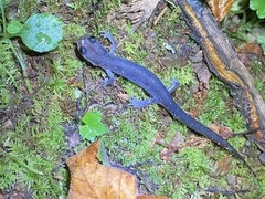 Plethodon montanus