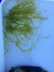 Ulva intestinalis intestinalis