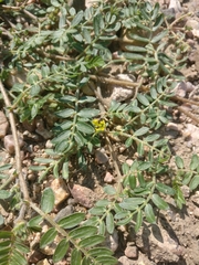 Tribulus terrestris
