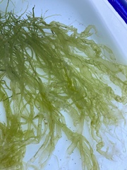 Ulva intestinalis intestinalis