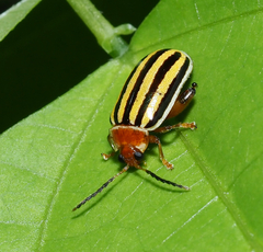 Kuschelina tenuilineata