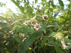 Hemigraphis glaucescens