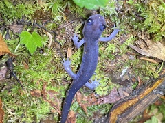 Plethodon montanus