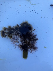 Vertebrata lanosa