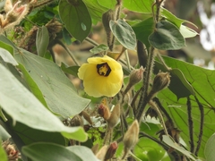 Hibiscus macrophyllus