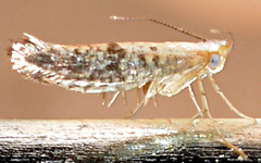 Argyresthia subreticulata