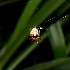 Araneus ejusmodi