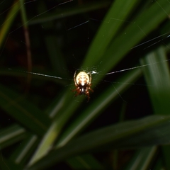 Araneus ejusmodi