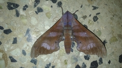 Marumba nympha