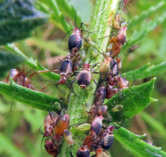 Metopeurum fuscoviride