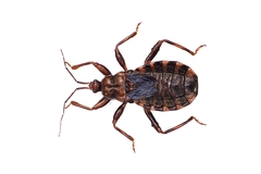 Ectrychotes comottoi