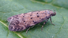 Pseudotelphusa paripunctella