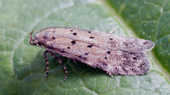 Pseudotelphusa paripunctella