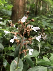 Odontochilus tashiroi