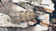 Pseudotelphusa paripunctella