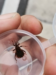 Ectrychotes comottoi