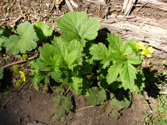 Geum macrophyllum macrophyllum