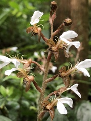 Odontochilus tashiroi