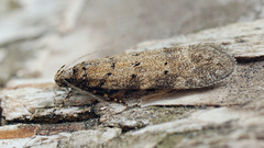 Pseudotelphusa paripunctella