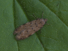 Pseudotelphusa paripunctella