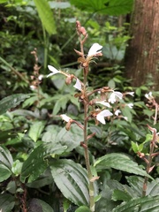 Odontochilus tashiroi