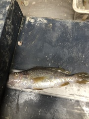 Stellifer lanceolatus