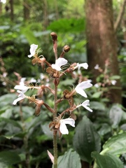 Odontochilus tashiroi