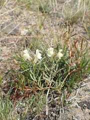 Linaria buriatica