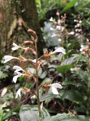 Odontochilus tashiroi