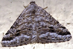 Digrammia pictipennata
