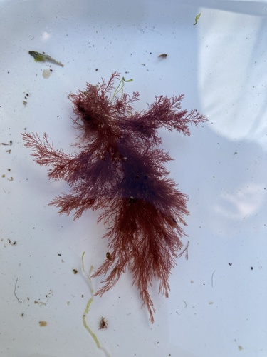 Polysiphonia stricta observed 2022-08-15