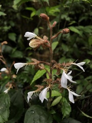 Odontochilus tashiroi